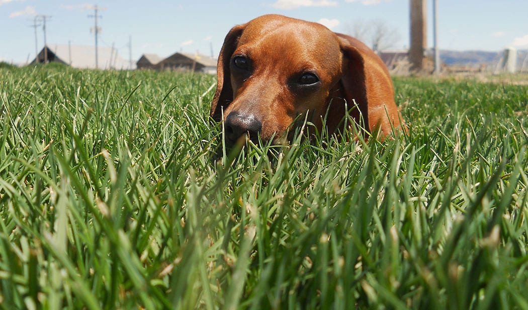 Dog Laying in Grass