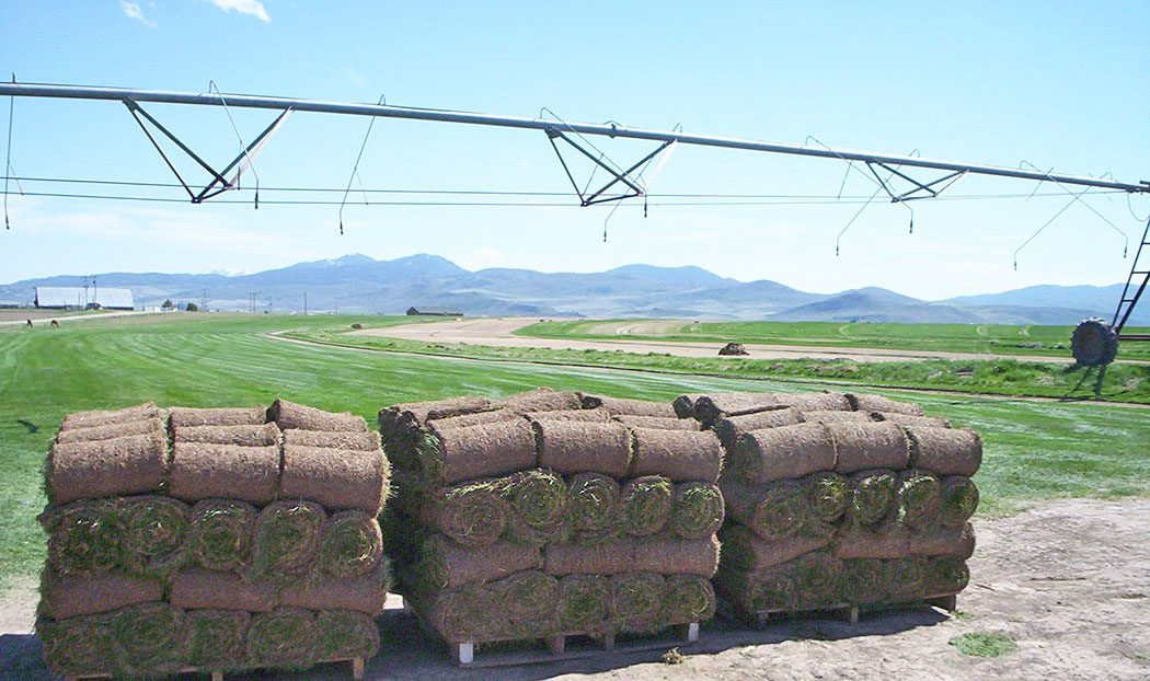 Rolls Of Sod stacked on Pallets