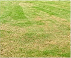 Grass Burned By over fertilizing