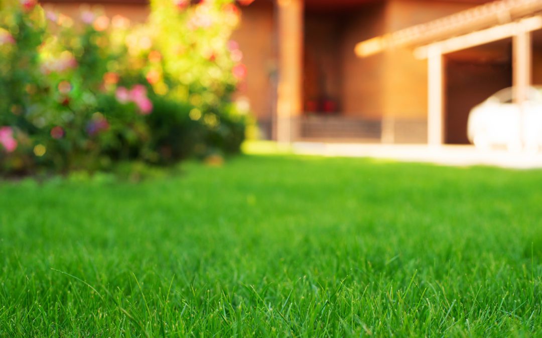 Close up of grass on a newly mowed front lawn
