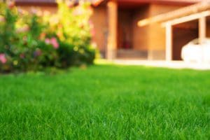 Close up of grass on a newly mowed front lawn