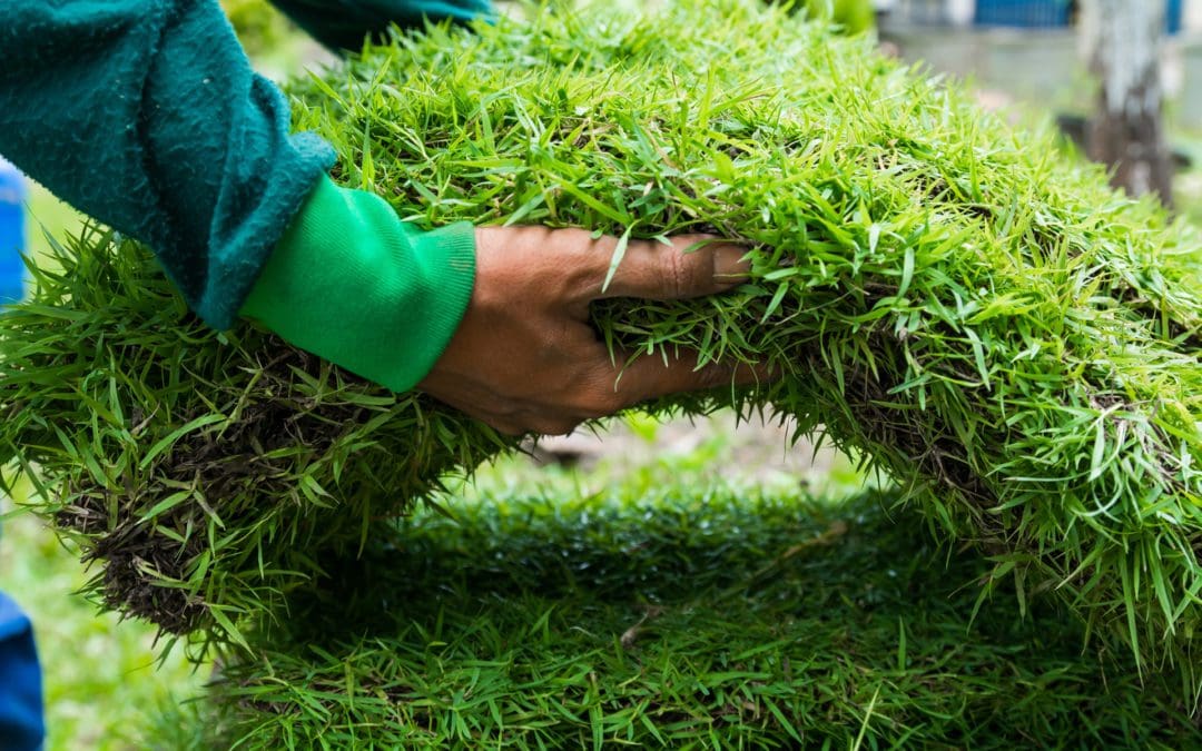 Hands holding rollo of new sod ready for installation