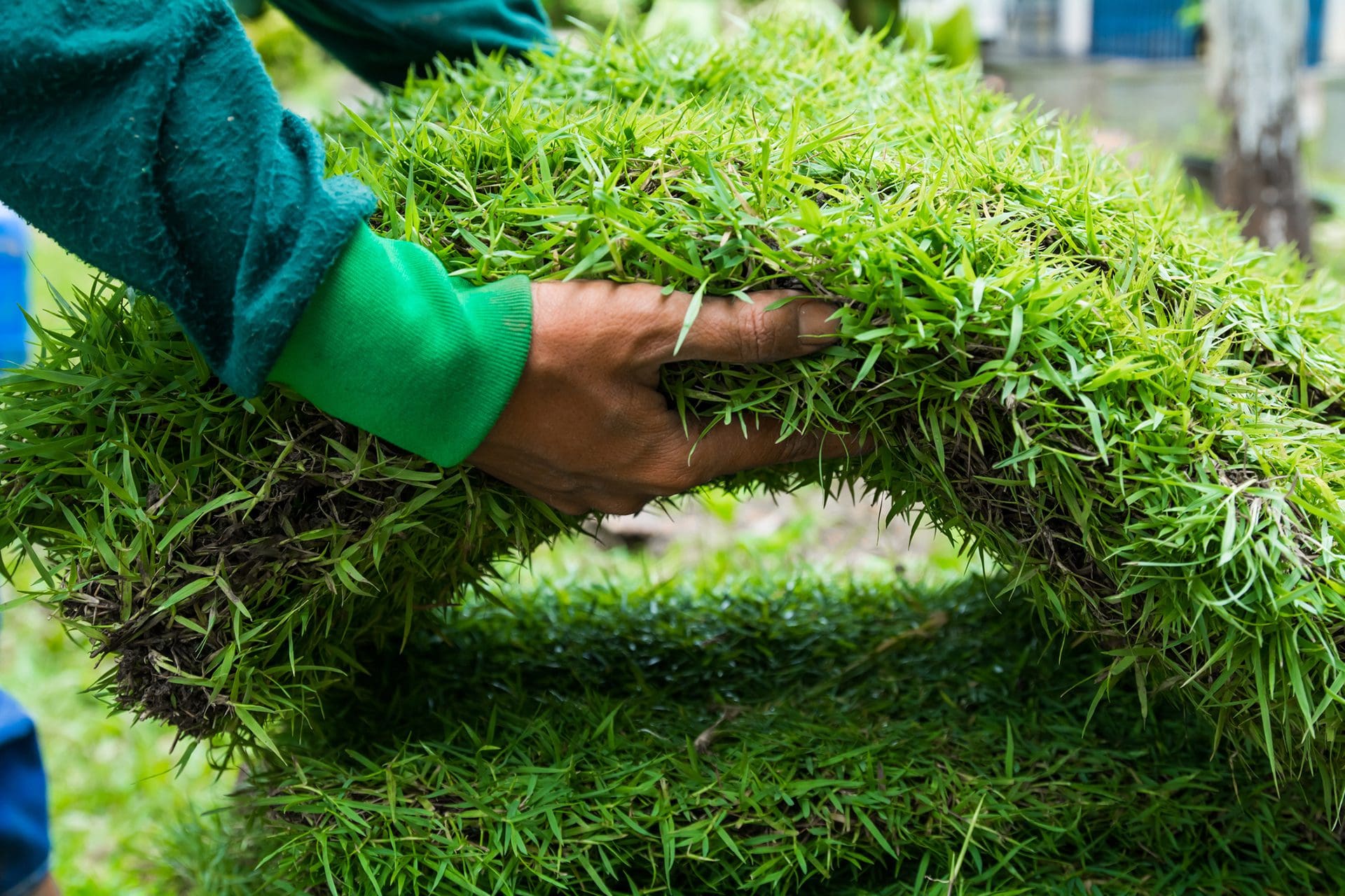 Hands holding rollo of new sod ready for installation